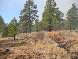 Agua Fria Prescribed Fire burns through grasses.