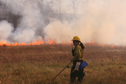 Biologist Dafna Reiner observes fire behavior.