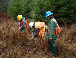 Volunteers plant willows and Red Elderberry shoots to recreate native foliage diversity in Caraco meadows.