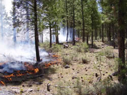 Fire backing through a treated stand.