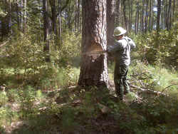 Faller Pete Jerkins prepares fireline at Congaree National Park by falling a hazard tree.