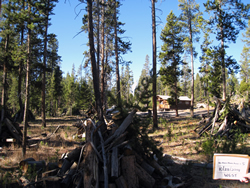 The area around the cabin after completing fuels reduction project.