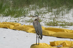Great Blue Heron rests on a boom placed on Gulf Island National Seashore.