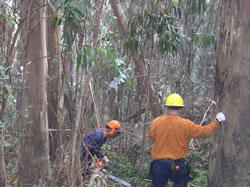 Two workers thinning a dense eucalyptus grove.