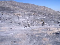 Joshua trees scorched by intense heat.