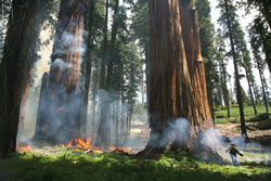 Firefighters ignite prescribed fires in a sequoia grove.