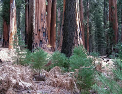 Sapling sequoias from the 1988 Congress Prescribed Fire with the House Group in the background.