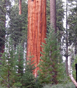 These saplings just west of Crescent Meadow are the result of prescribed fires in 1984 and 1996.