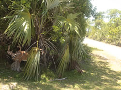 A Key Deer peeks out of heavy underbrush on Big Pine Key.