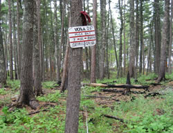 Conditions one year after 2007 burn.