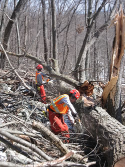 Trainees felling and bucking dead oak trees.