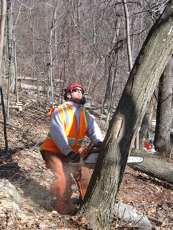 Sawyer looks for sway while felling a tree.