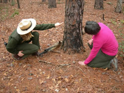 A ranger shows a visitor a loblolly whose bark was lightly burned during a prescribed fire.