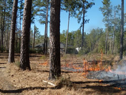 Prescribed fire burning ground fuels underneath pine forest.