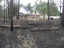 Area blackened by prescribed fire near (undamaged) homes.