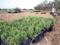 Native vegetation waits in containers to be planted.