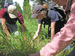 Fire ecologist Diane Abendroth, plant biologist Jason Brengle and an exotic vegetation crew member look for weeds.