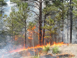 Under-burning ponderosa pine on the Cottonwood Creek prescribed burn.