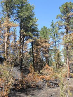 Results of the under-burn within mature pine stands.