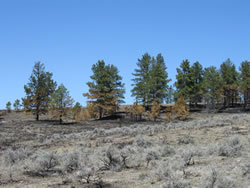 Results of the under-burn in savanna and rangeland areas.