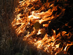 Fire burning prickly pear cactus and brome grasses.