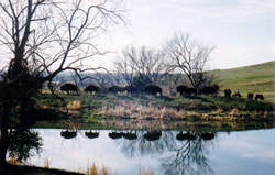 Ponca buffalo herd in pasture