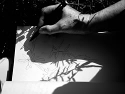 An artist sketches the shadows of Labrador Tea.