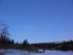 Surrounded by winter light, sled dogs head to cabin.