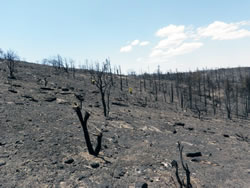 Permanent monitoring plot photos taken on the plateau above Jesse James Canyon after the fire.