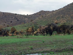 New vegetation sprouting post-fire.