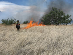 Firefighter igniting a flanking fire in heavy Lehmann lovegrass near velvet mesquite trees.