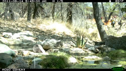 Wildlife camera's first image before the fire passed with firefighters in the distance.