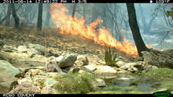 Wildlife camera's image of the fire as the flames come into view.
