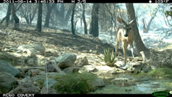 Wildlife camera image post-fire capturing a deer drinking from the pond.