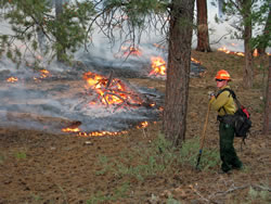 Firefighter monitoring the burning of slash piles.