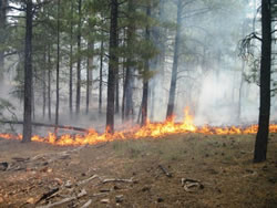 Picture of fire burning on the forest floor.