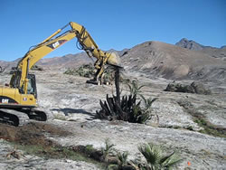 Photo point at Travertine Springs during rehabilitation in February 2011 showing equipment removing the palms.