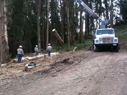 Crew removing eucalyptus logs.