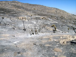 An area burned by the Keys Fire burned in Joshua Tree National Park.
