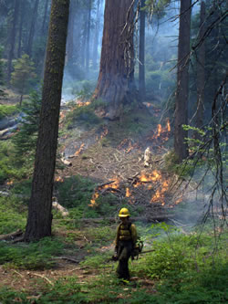 Firefighter igniting prescribed fire with a drip torch.