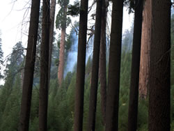 Young sequoia forest.