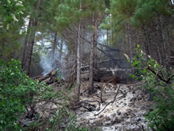 Consumed fuels after the prescribed burn.