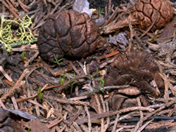 Young sequoia sprouts and sequoia cones.