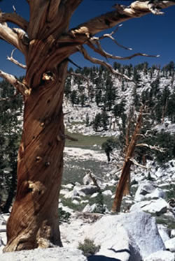 Foxtail pine forest.
