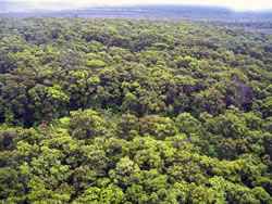 Ōhi'a rainforest.