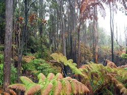 Fire-damaged 'ōhi'a rainforest.