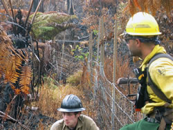 Two firefighters and the feral pig barrier fence.