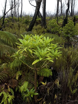 Clermontia hawaiiensis.
