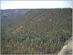 Frijoles Canyon looking downstream.