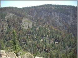 Frijoles Canyon rocky south facing slope.